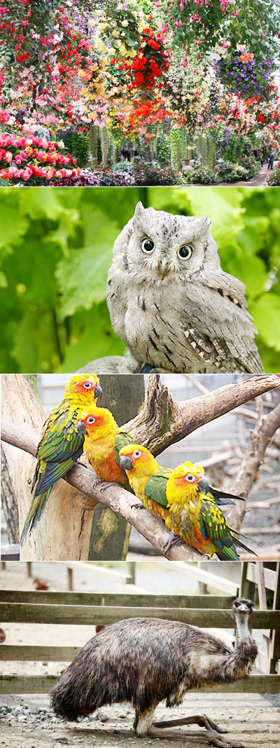 富士山の麓にあるまさに花と鳥たちの楽園