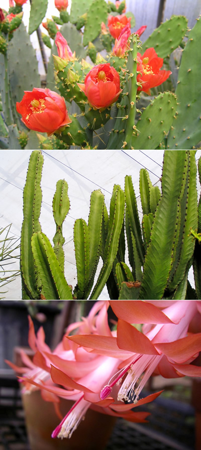 世界のサボテンに出会える、シャボテン温室